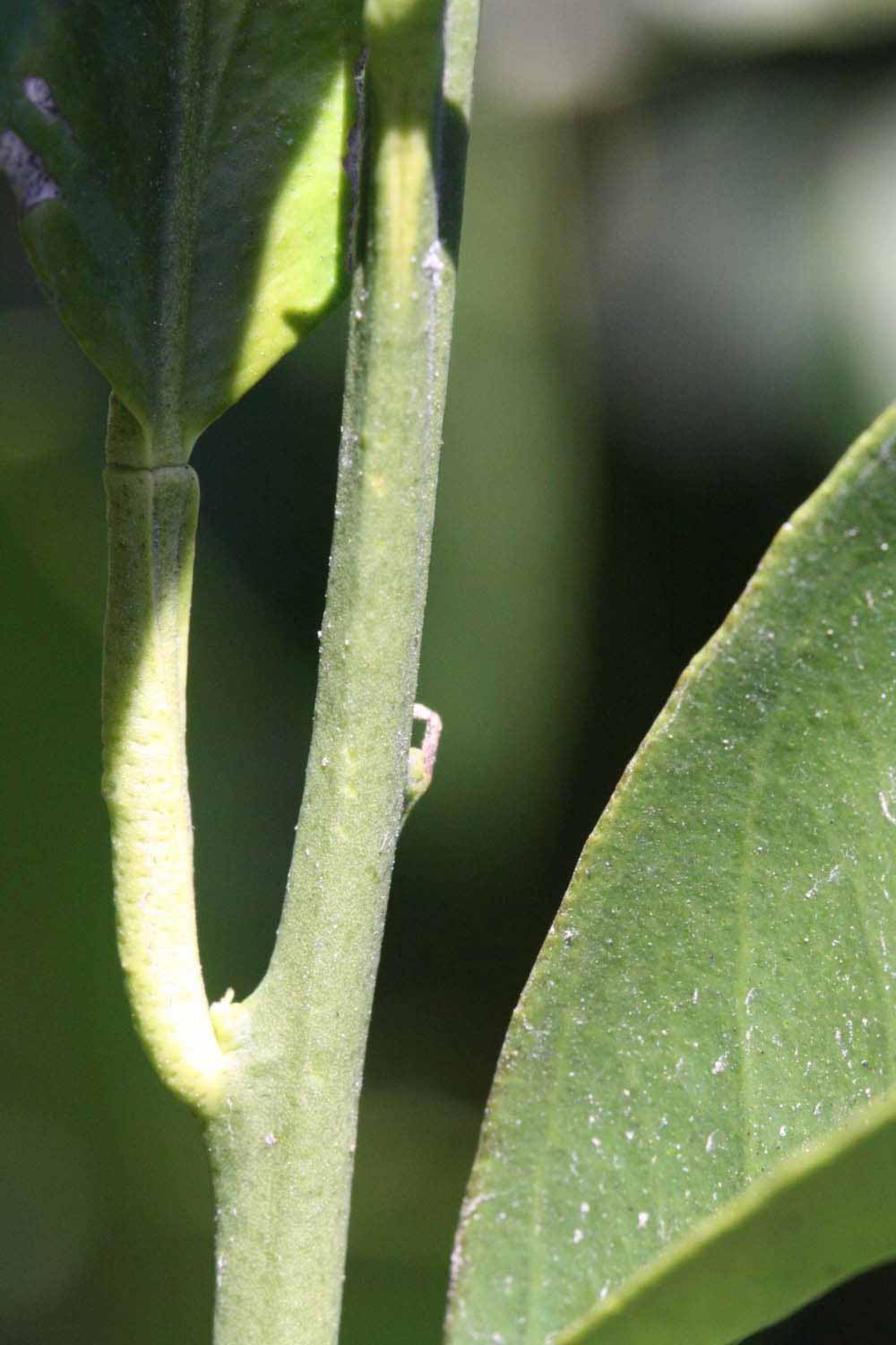              First year twig (Riverside, CA)       